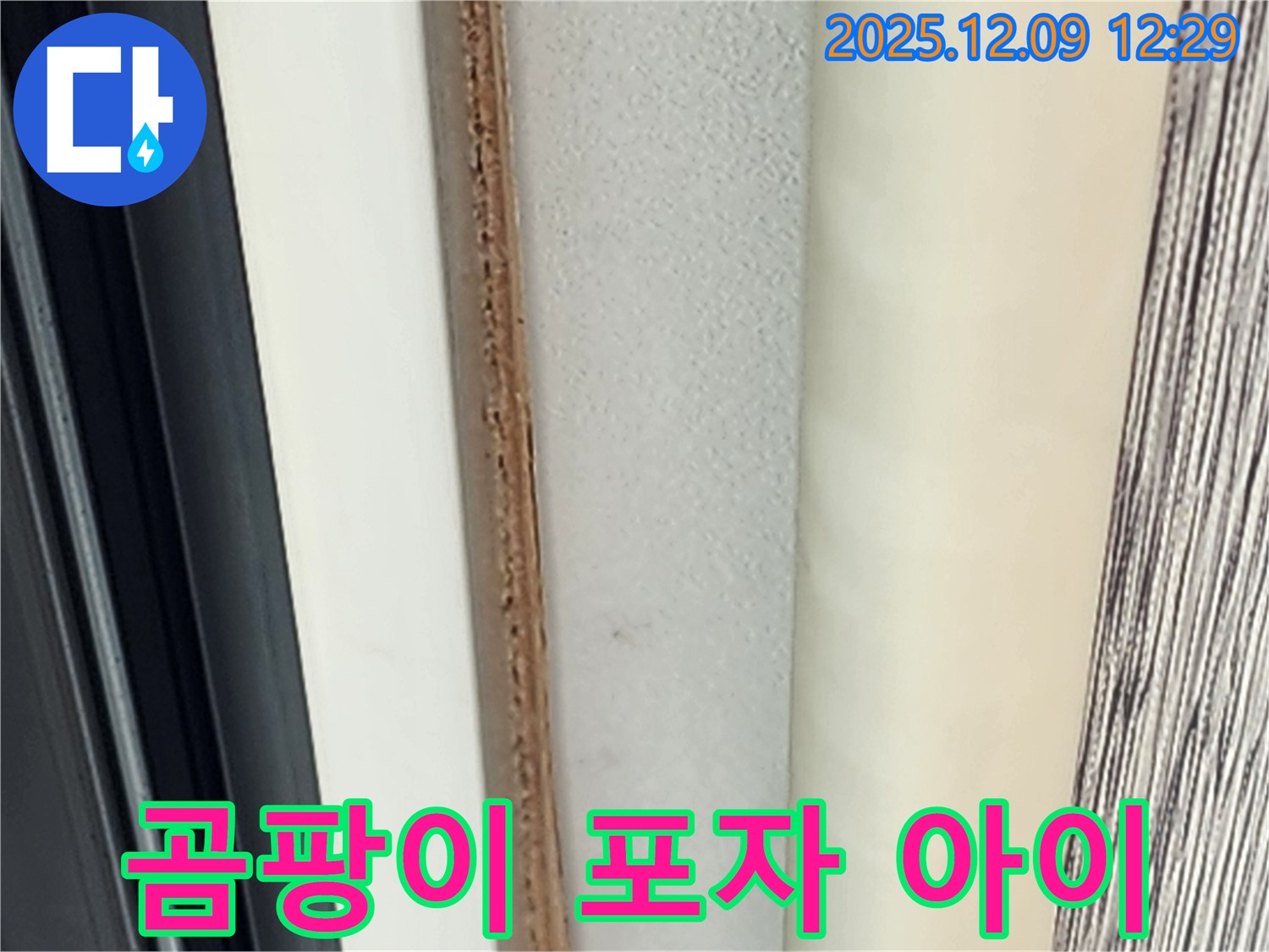 문 안쪽 곰팡이 - 곰팡이 포자가 아이에게 해로울까요?