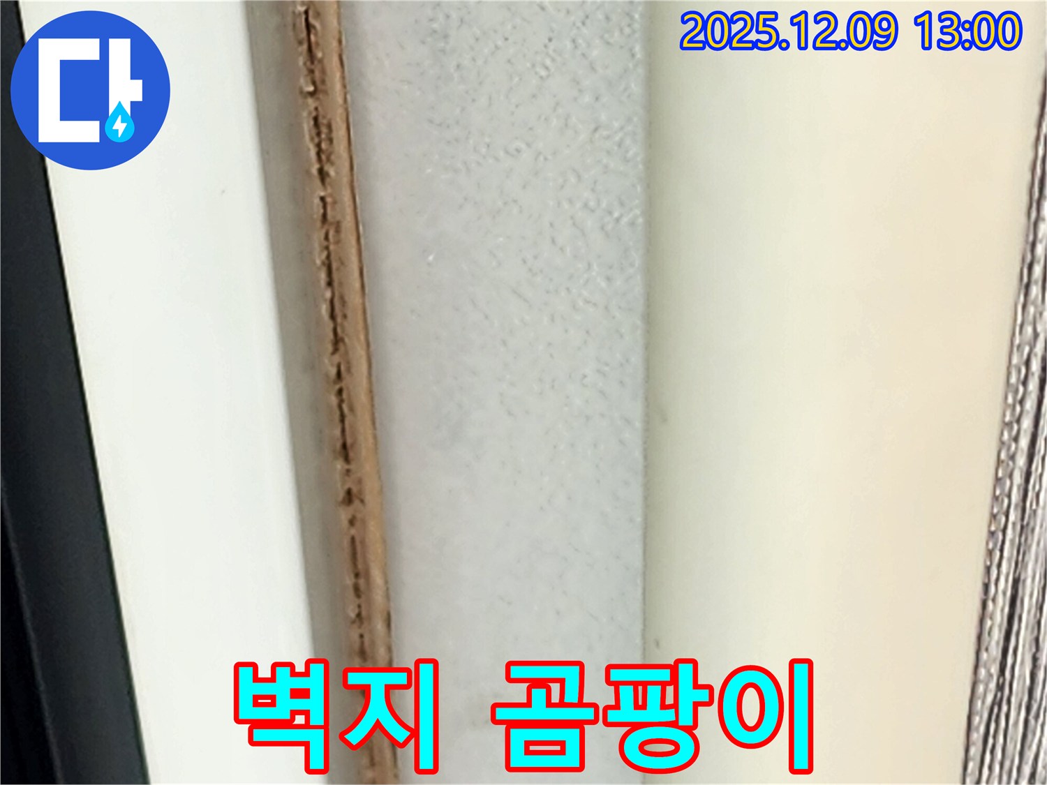 창틀 주변 벽지 곰팡이 - 건강에 매우 해롭습니다.