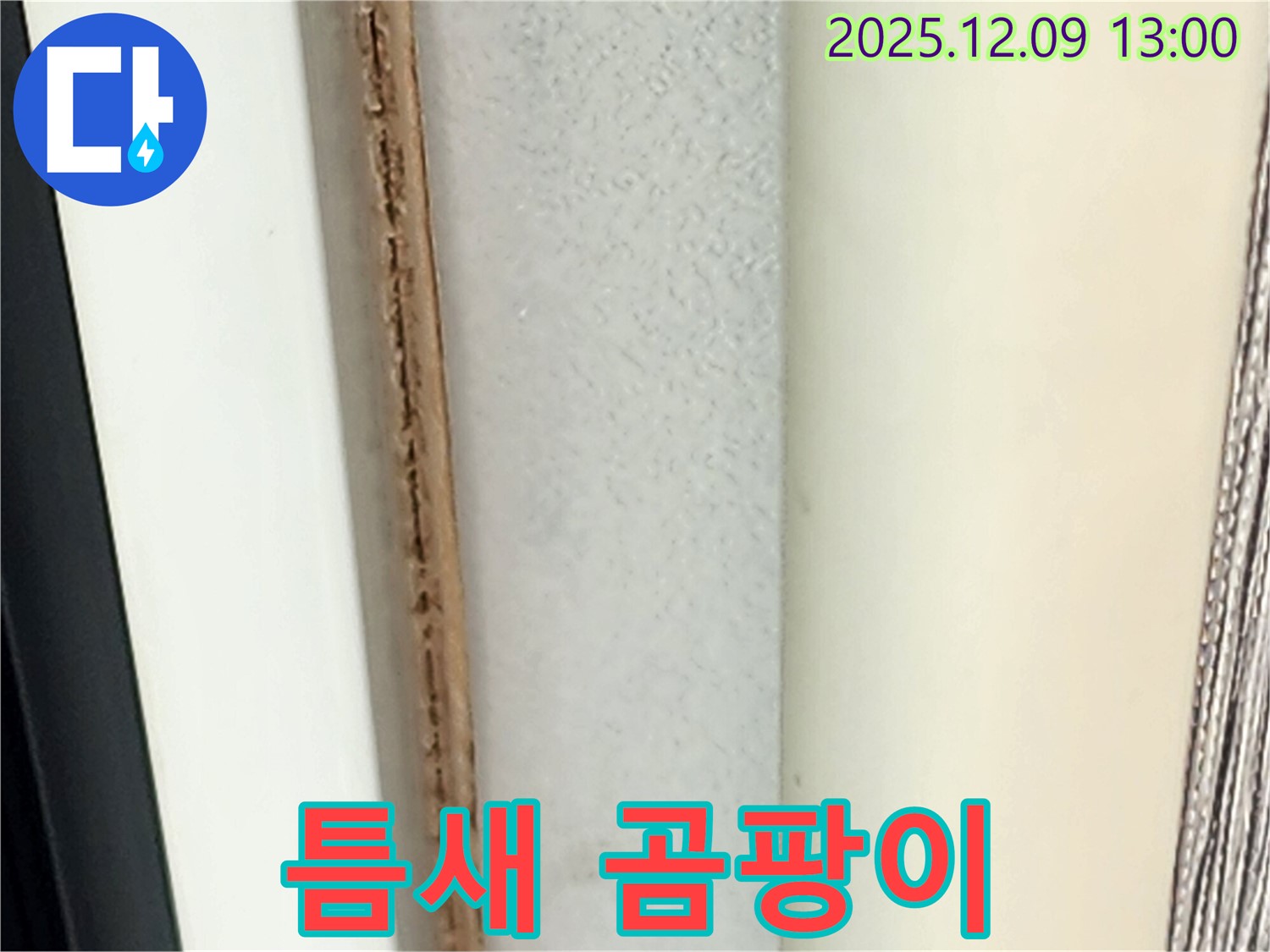 창틀 틈새 곰팡이 - 알레르기를 유발할 수 있습니다.
