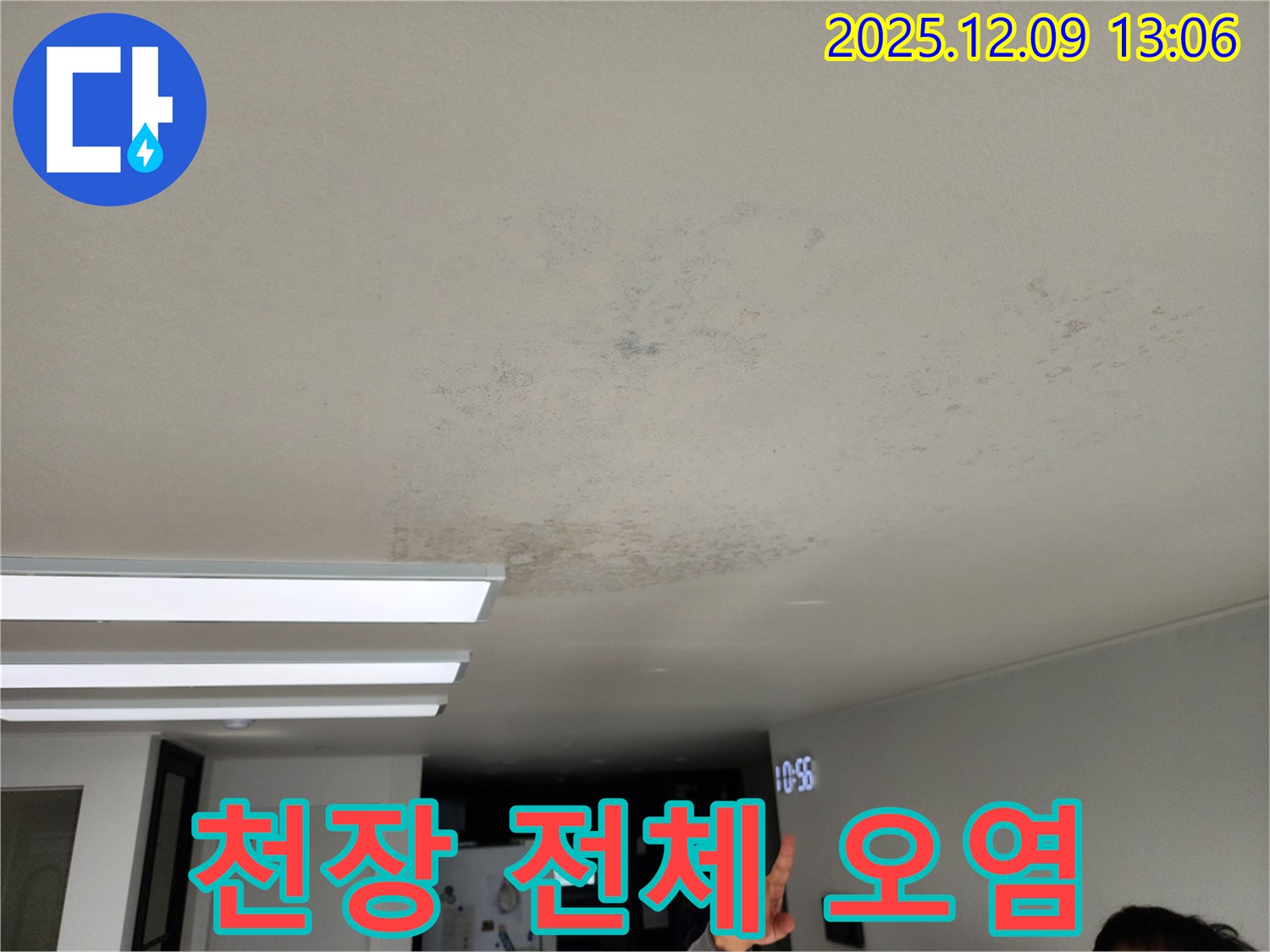 천장 전체 오염 - 성동리 누수 현장에서 천장 전체가 오염된 심각한 상태를 보여줍니다.