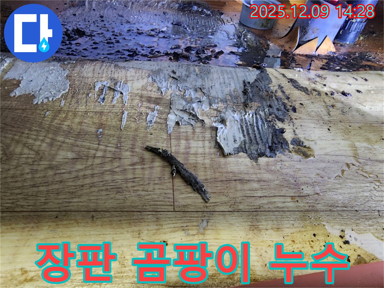 포천 누수 공사 - 젖은 장판 밑 곰팡이와 함께 발견된 숨겨진 누수