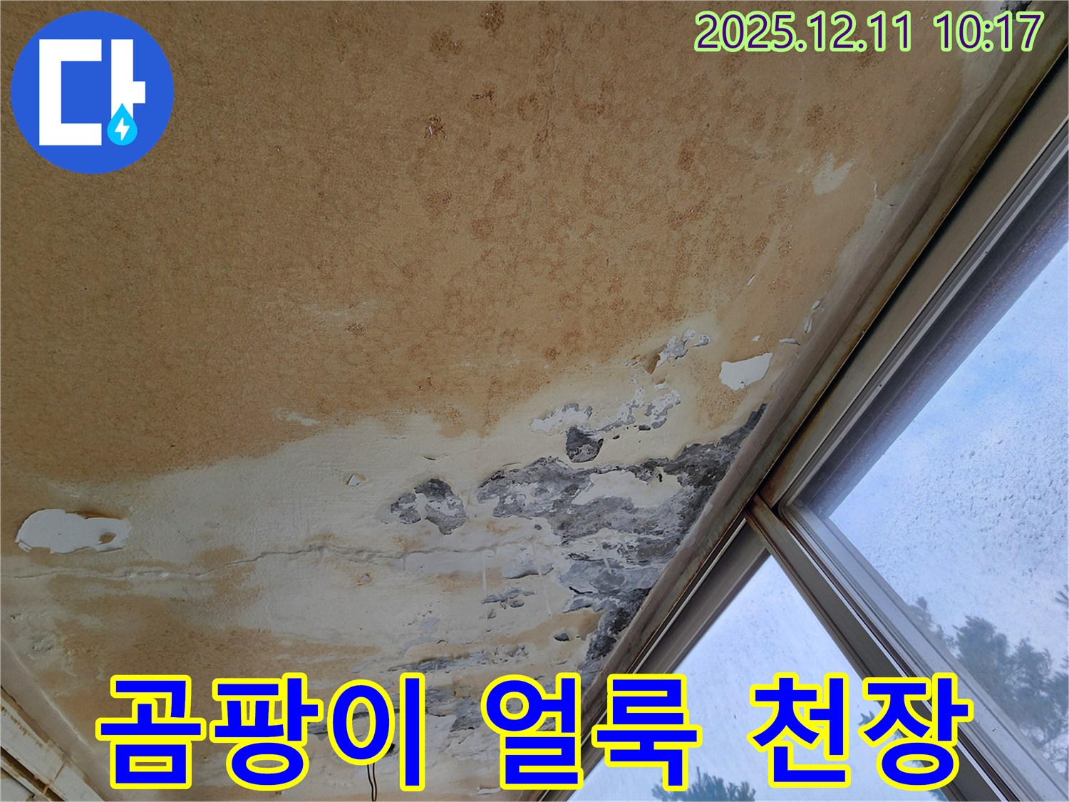 곰팡이 천장 - 긴급 복구