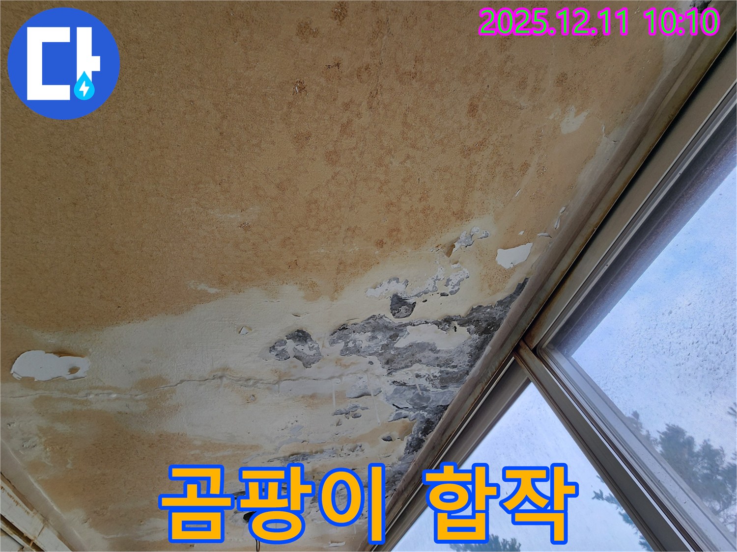 빗물과 곰팡이 - 누수의 합작
