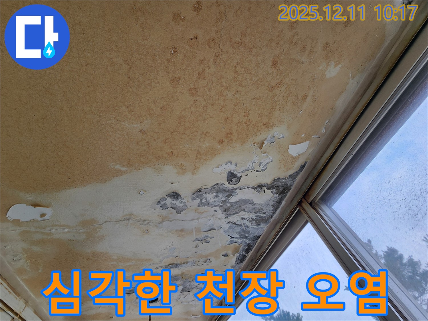 심각한 천장 오염 - 곰팡이와 누수 흔적