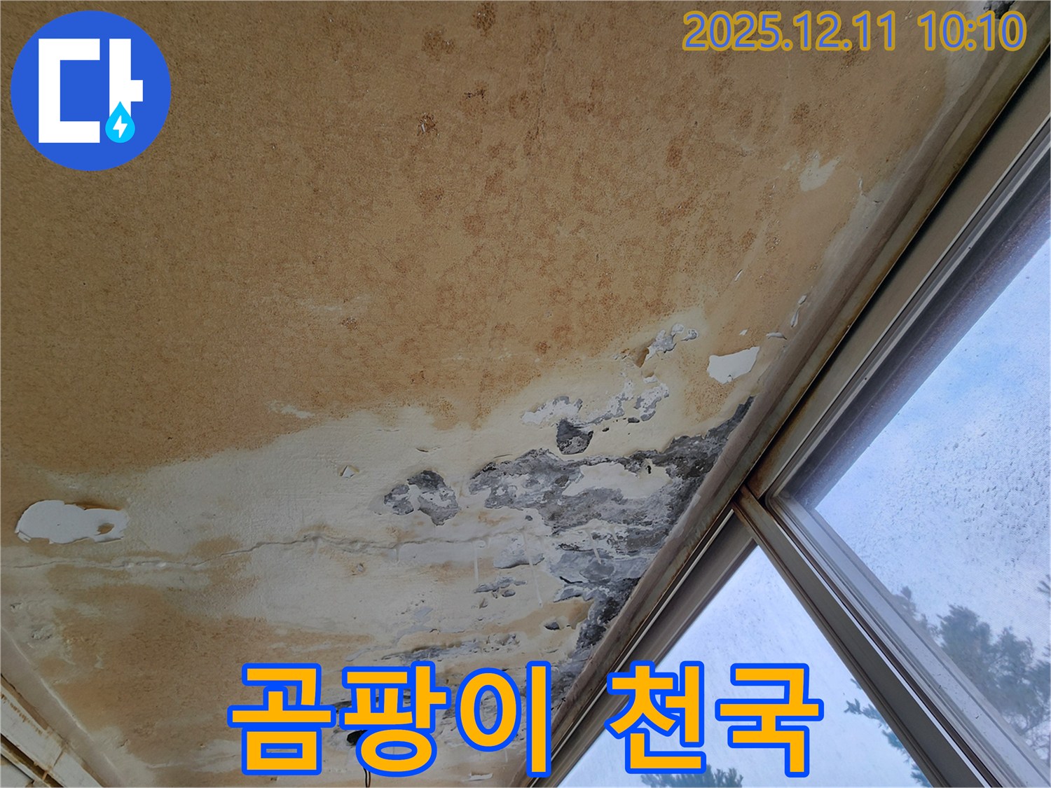 얼룩덜룩 곰팡이 천장 - 긴급 청소