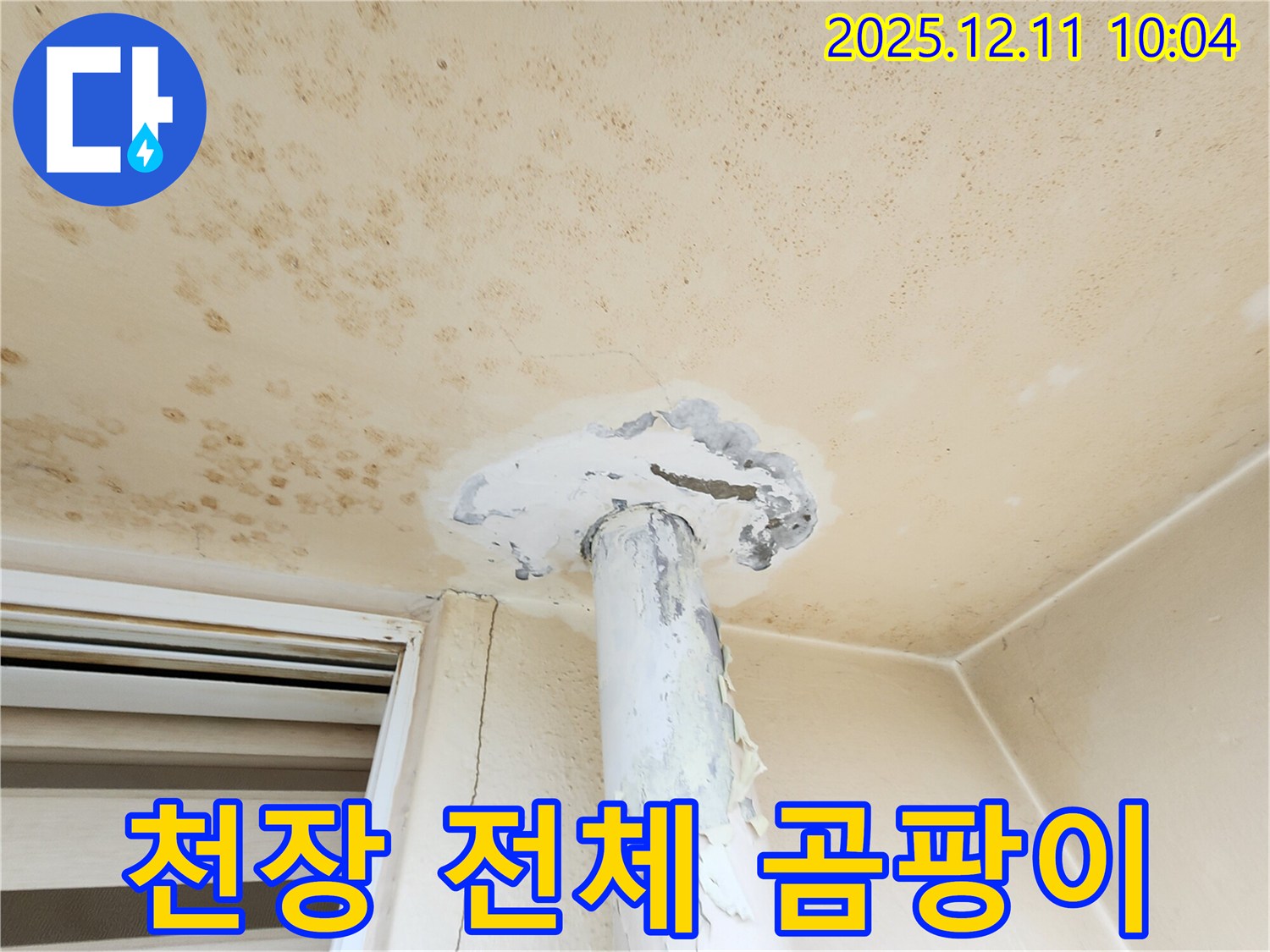 천장 전체 곰팡이 - 심각한 누수 상태!