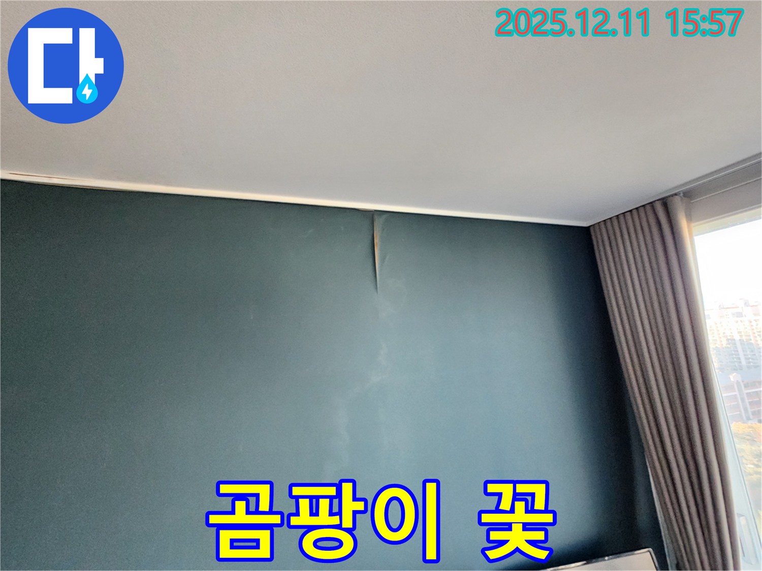 곰팡이 꽃 - 곰팡이 완벽 제거 - 포천 누수 전문가