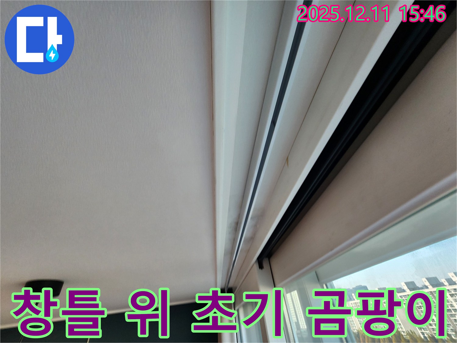 포천시 영중면 양지말 창틀 위 곰팡이 - 초기 발견의 중요성
