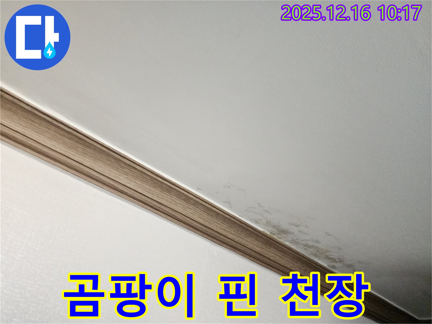 영북면 운천리 곰팡이 핀 천장 - 누수 초기 진단의 중요성