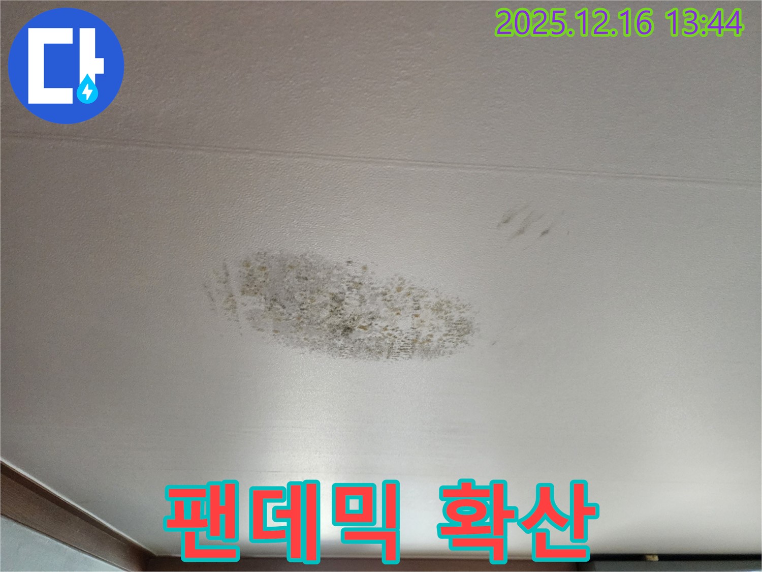 소홀리 누수 - 곰팡이 팬데믹 확산 - 백신 개발