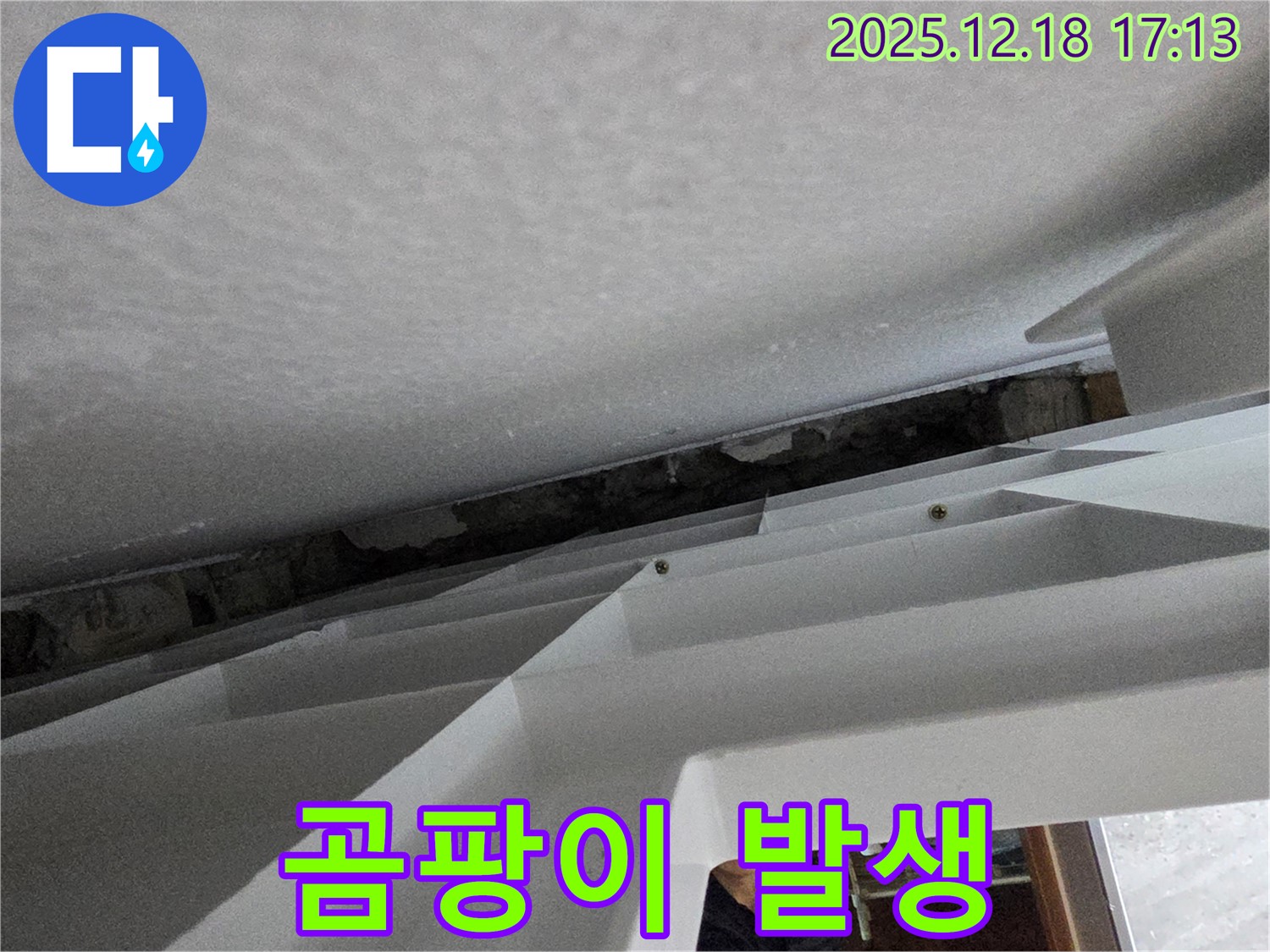 천장 속 곰팡이 - 건강 위협 - 제거 필수