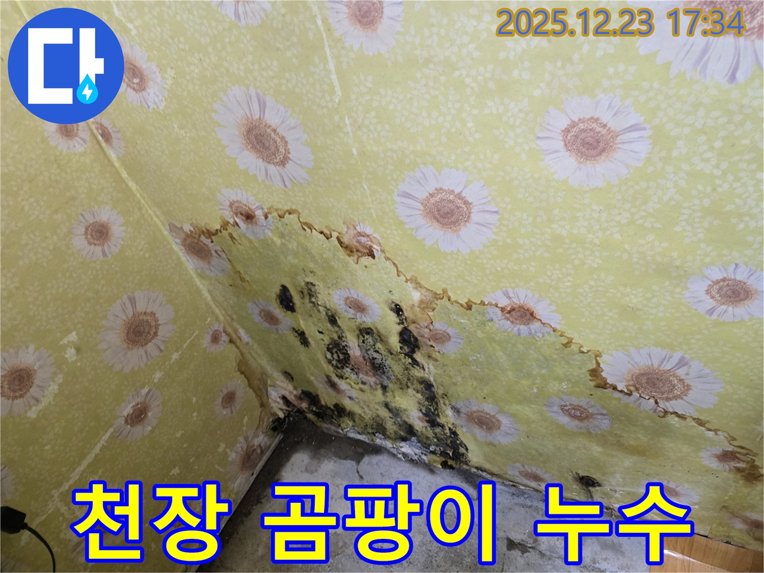 동두천 생연동 천장 곰팡이 누수 - 전문적인 누수탐지 및 해결 과정