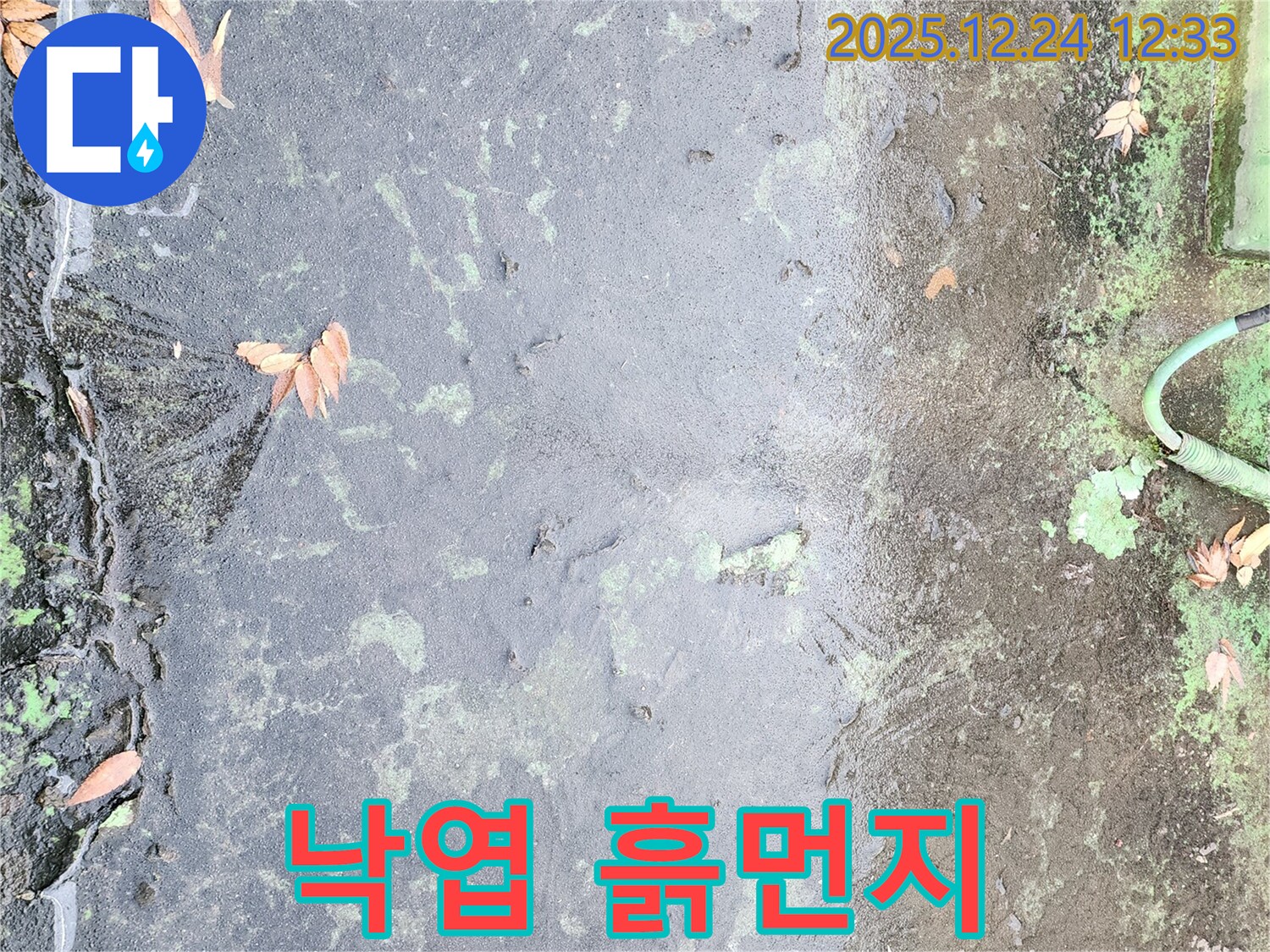 옥상 낙엽과 흙먼지 - 배수구 막힘 유발