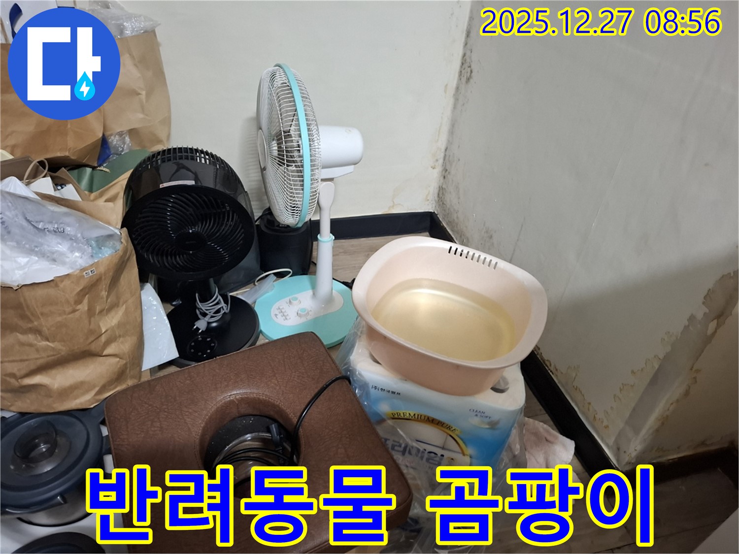 삼전동 누수 현장 - 곰팡이 - 반려동물에게도 해로울까요? - 안전한 곰팡이 제거 중요.