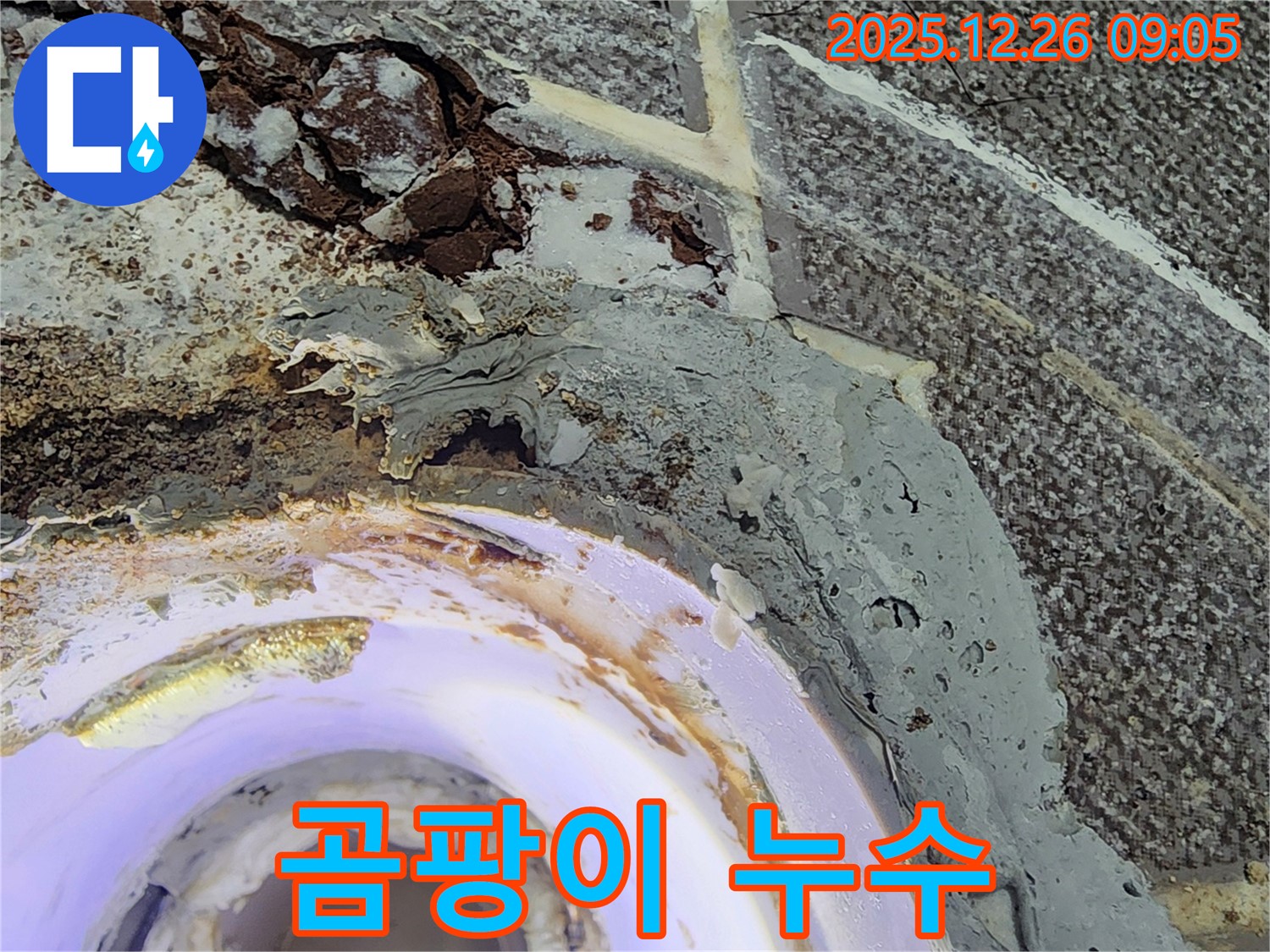 곰팡이 - 욕실 배수구 주변에 곰팡이가 핀 모습