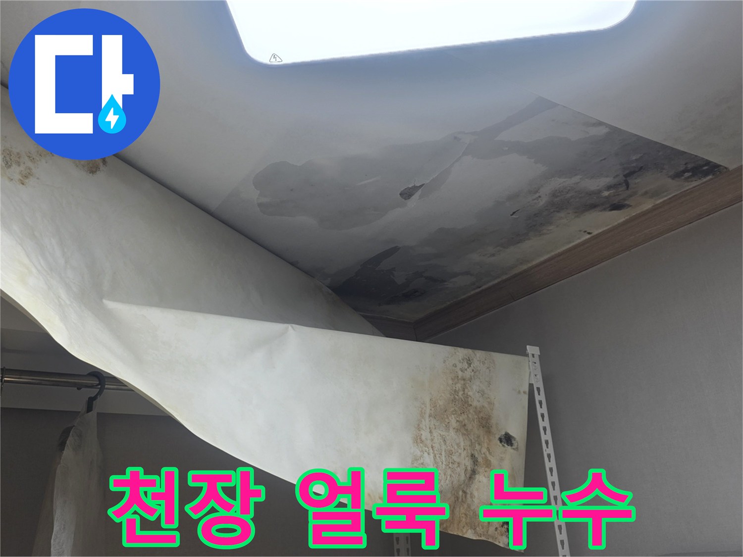 천장 벽지에 물이 새서-얼룩이 지고-곰팡이가 번식한-누수 현장입니다