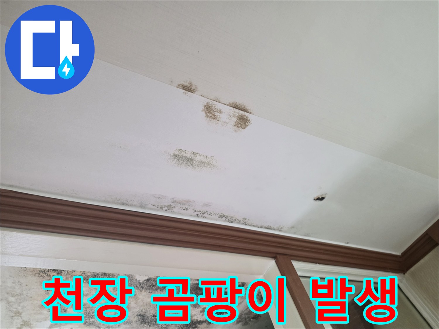 흰색 천장에 퍼져 있는 검은색 곰팡이 얼룩