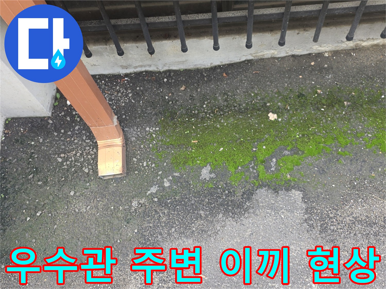 우수관 끝단-지면 이끼 발생 상태