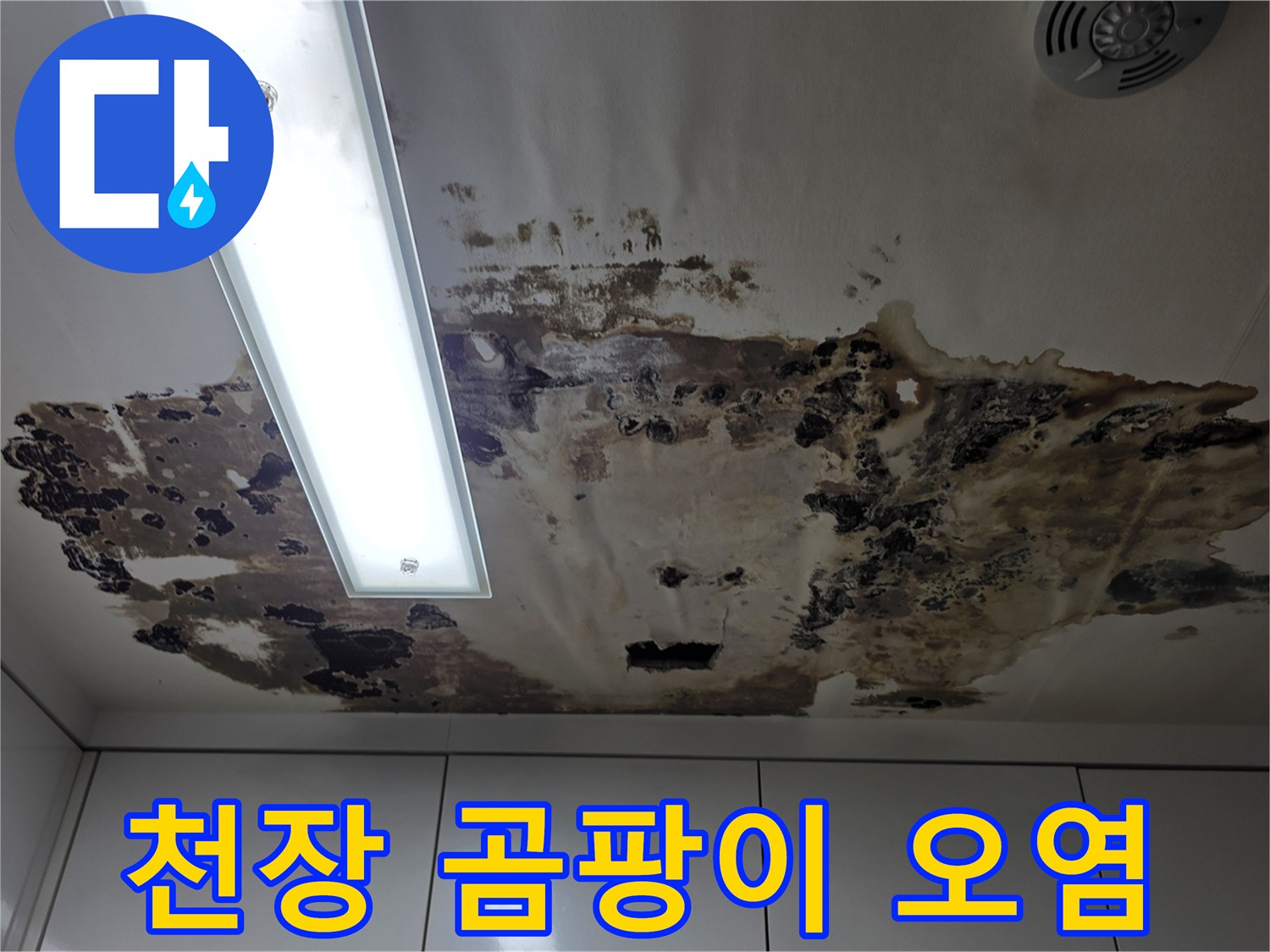 심하게 변색된 천장 패널과 넓게 퍼진 곰팡이 자국