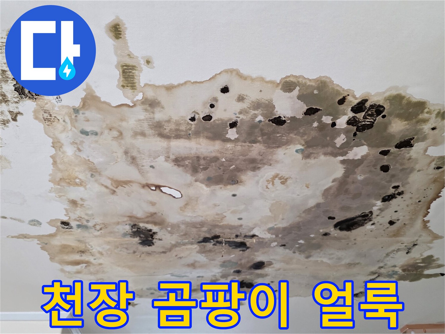 천장-벽면에-번진-심한-곰팡이와-물자국