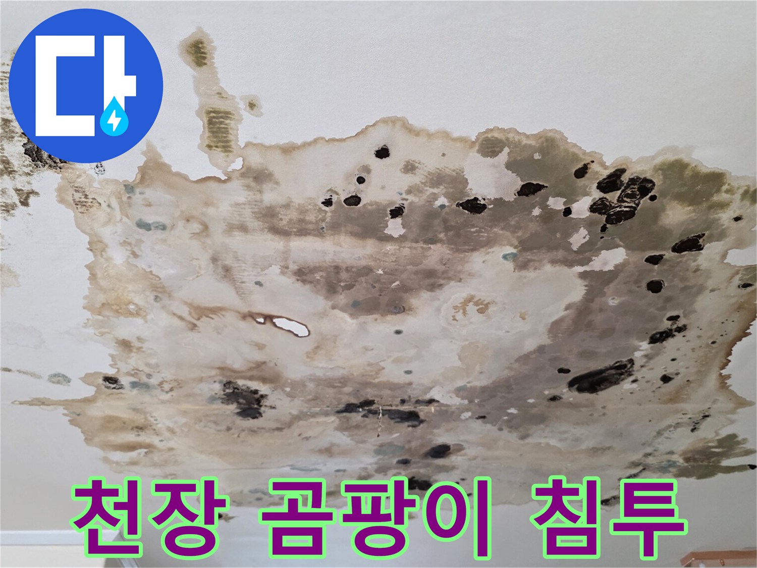 천장-벽지에-퍼진-검은색-곰팡이-흔적