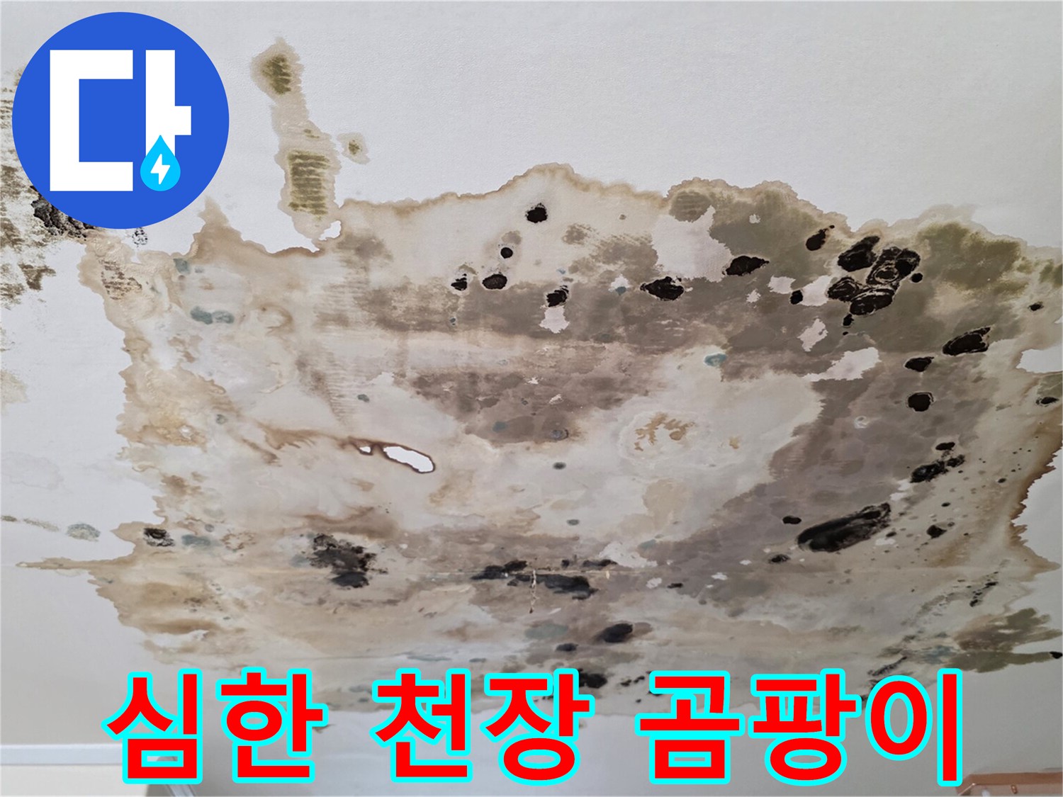 천장에-넓게-퍼진-검은색-곰팡이와-습기-흔적
