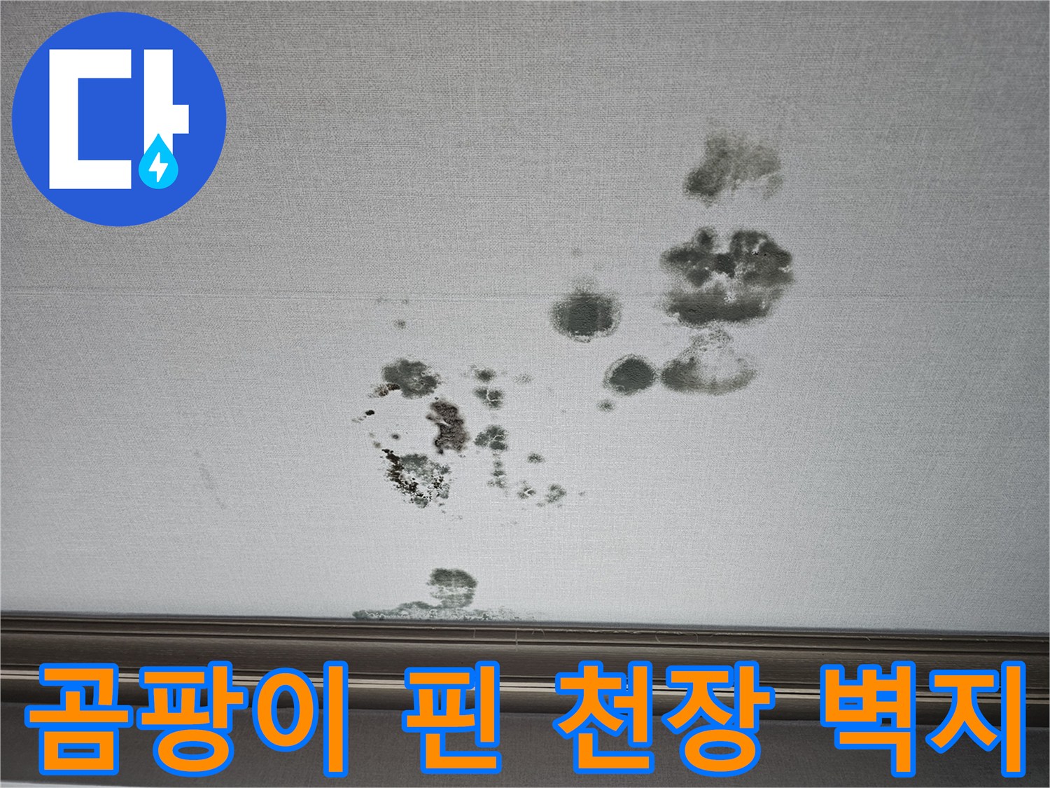 천장의 물젖음 현상과 함께 나타난 검은색 곰팡이 오염 부위
