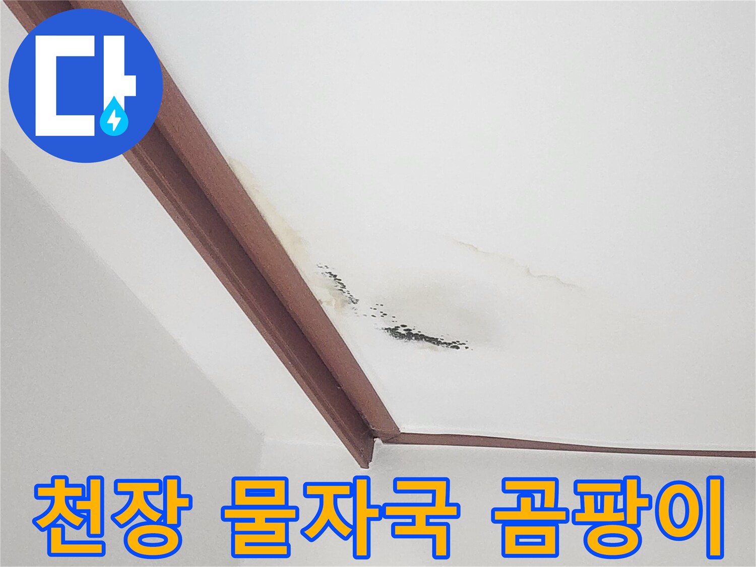 아랫집 거실 천장의 물 얼룩과 검은 곰팡이 발생 상태