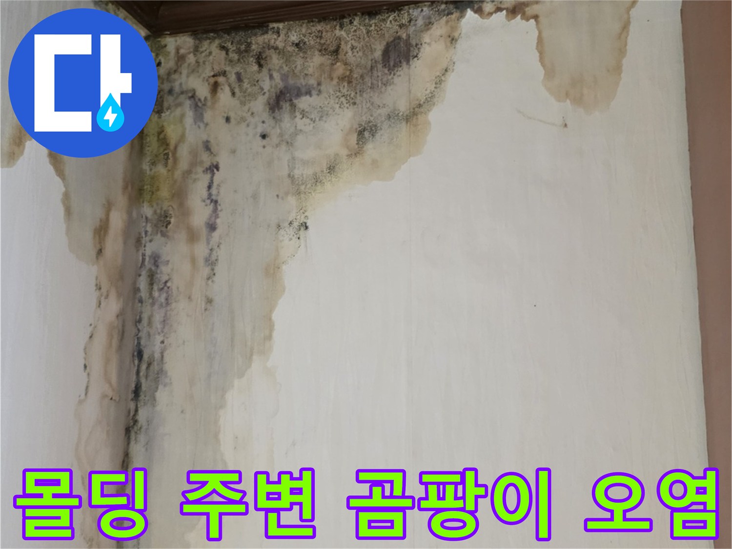 천장-몰딩-주변의-검은색-곰팡이와-젖은-벽지