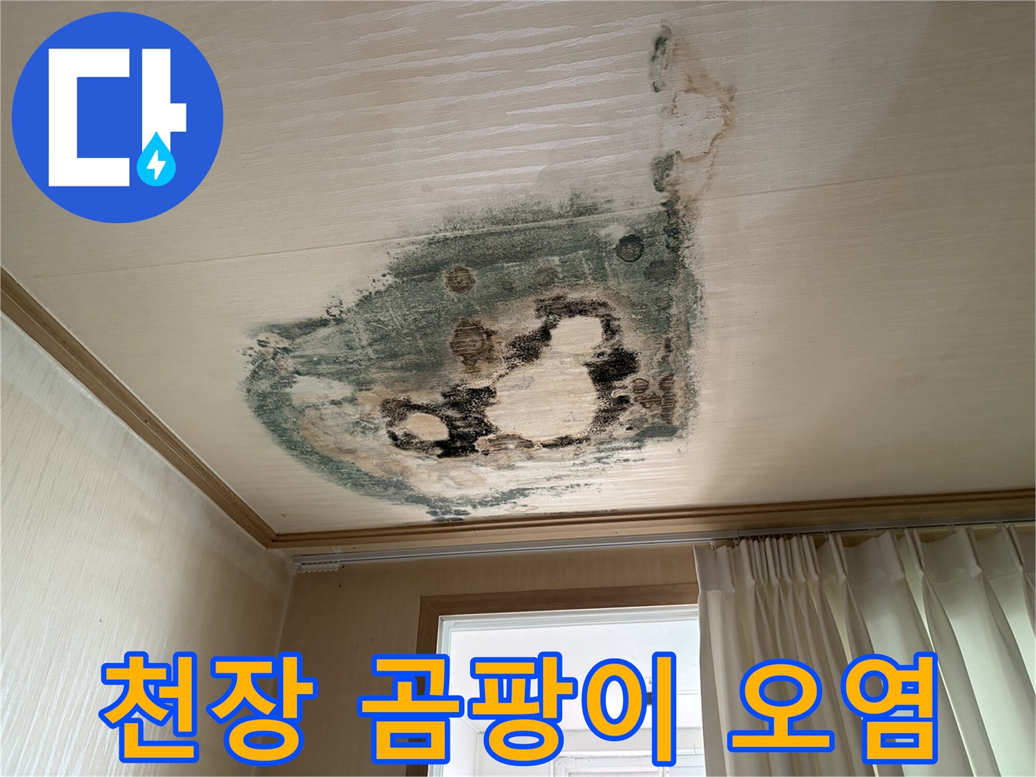 천장 면 전체에 퍼진 곰팡이와 물샘 흔적 사진