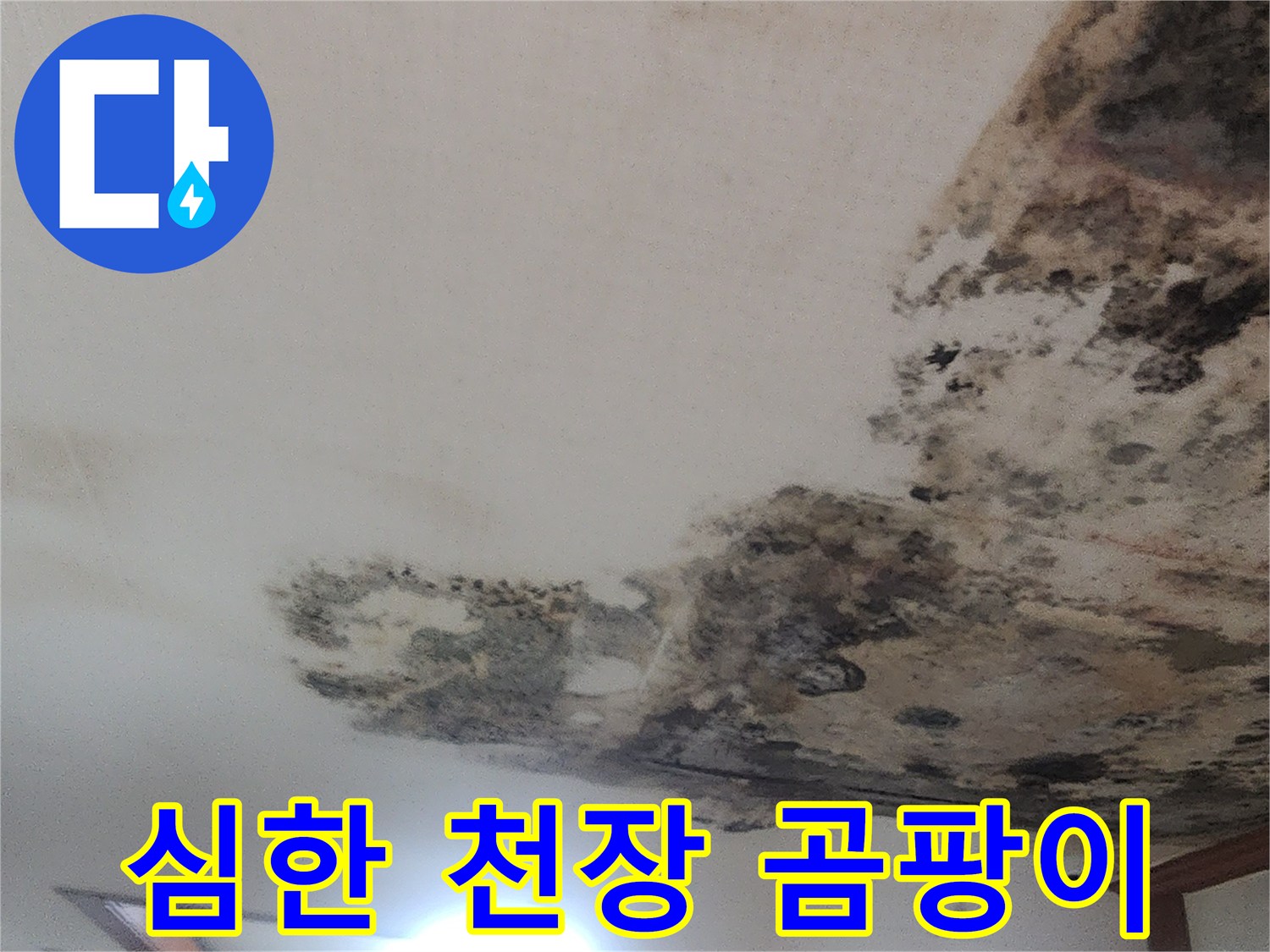 검은색 곰팡이가 넓게 퍼진 천장 벽지 모습