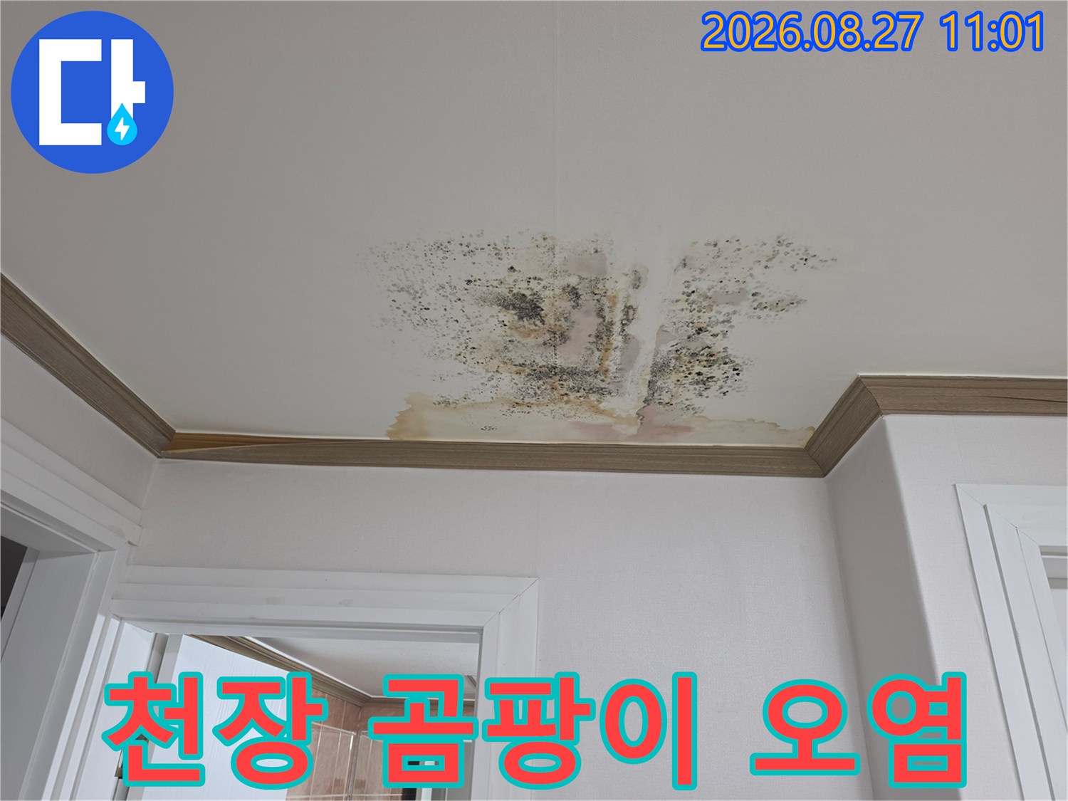 아파트 천장 마감재에 발생한 광범위한 곰팡이와 습기 흔적