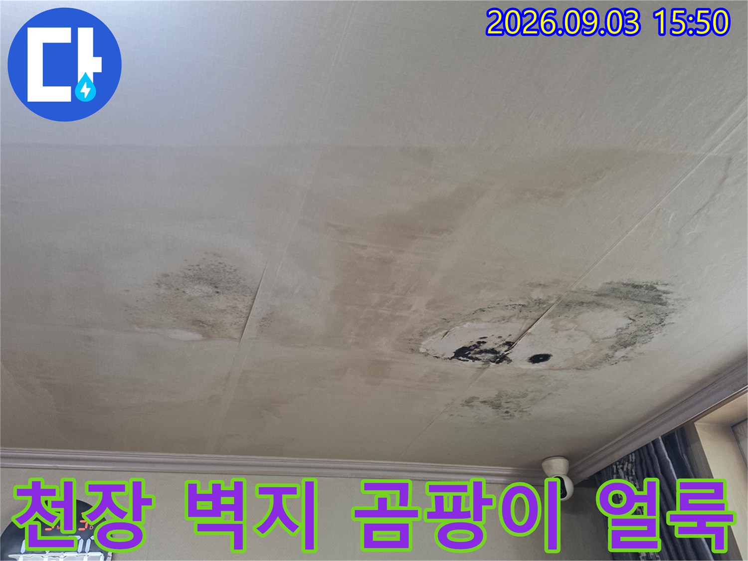 천장 벽지 곳곳에 나타난 누수로 인한 변색과 곰팡이 발생 상태