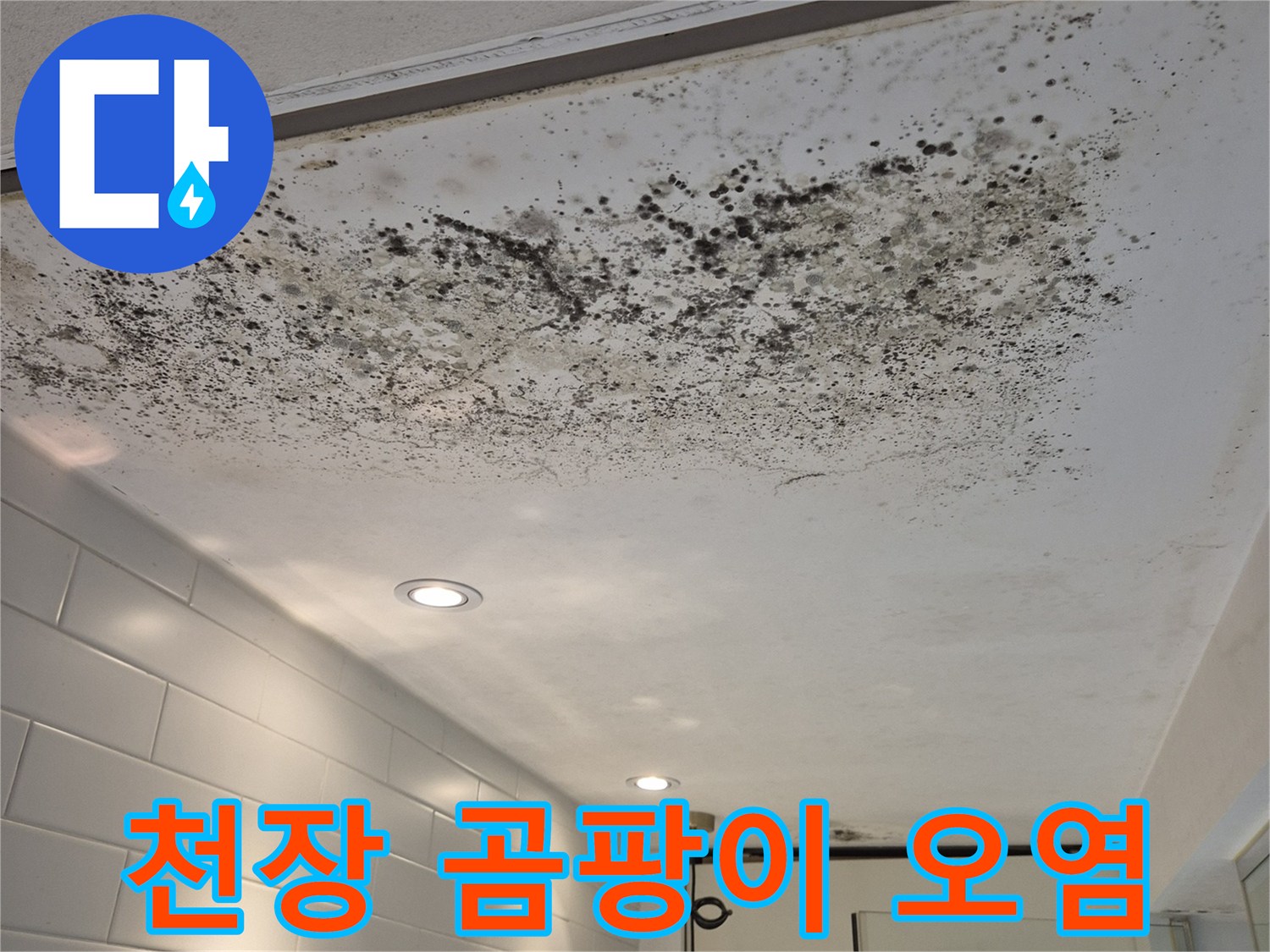 벽면 전체로 번진 곰팡이와 습기 흔적
