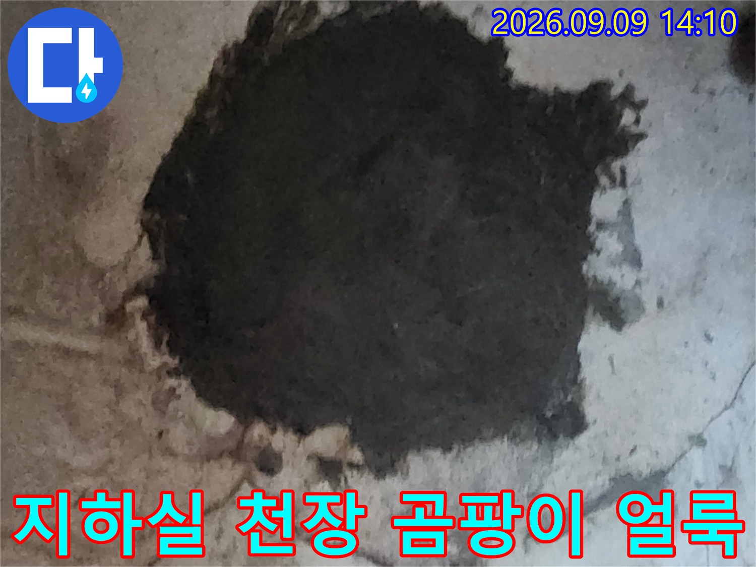 서초구 염곡동 지하실 천장의 심한 곰팡이와 누수 흔적