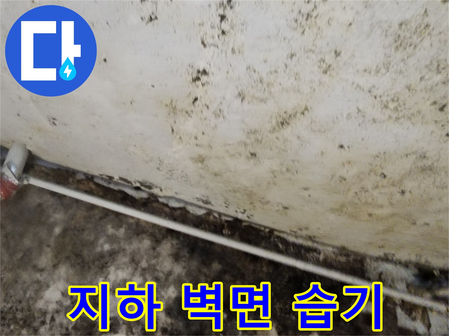 습기로 인해 곰팡이가 번식한 서초구 염곡동 지하실 벽면