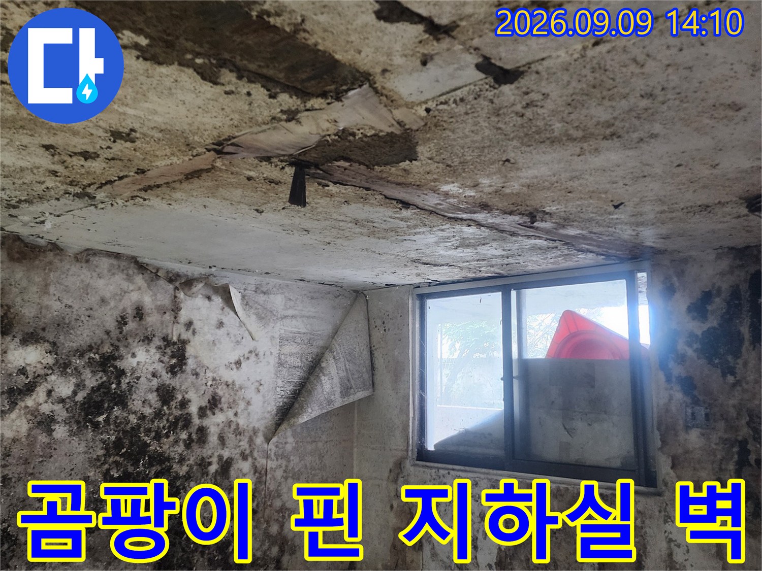 지하실 내부의 습기와 곰팡이가 심한 벽면 근접 촬영