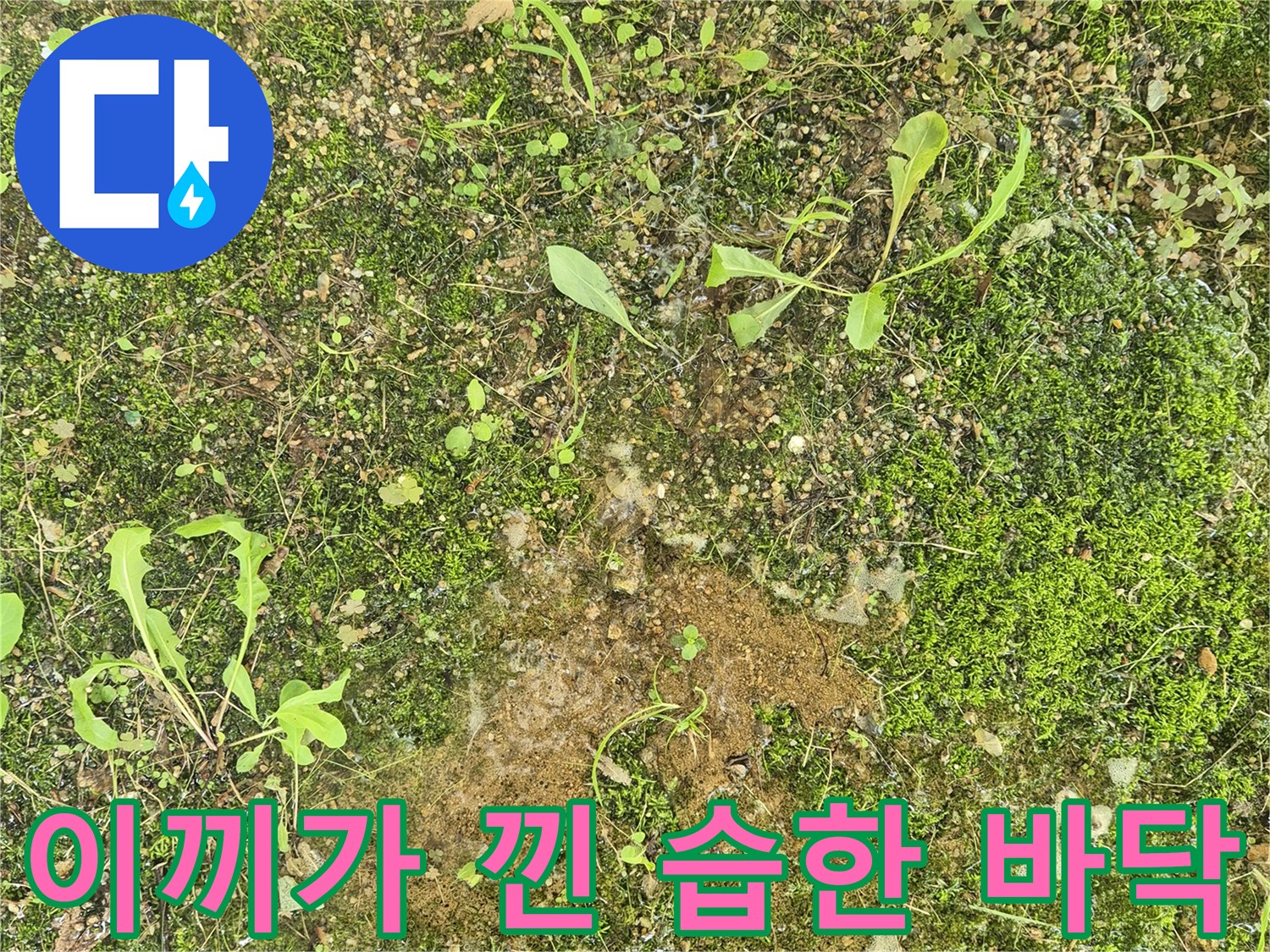 물기가 많은-아파트 지하 지면의 식생 상태